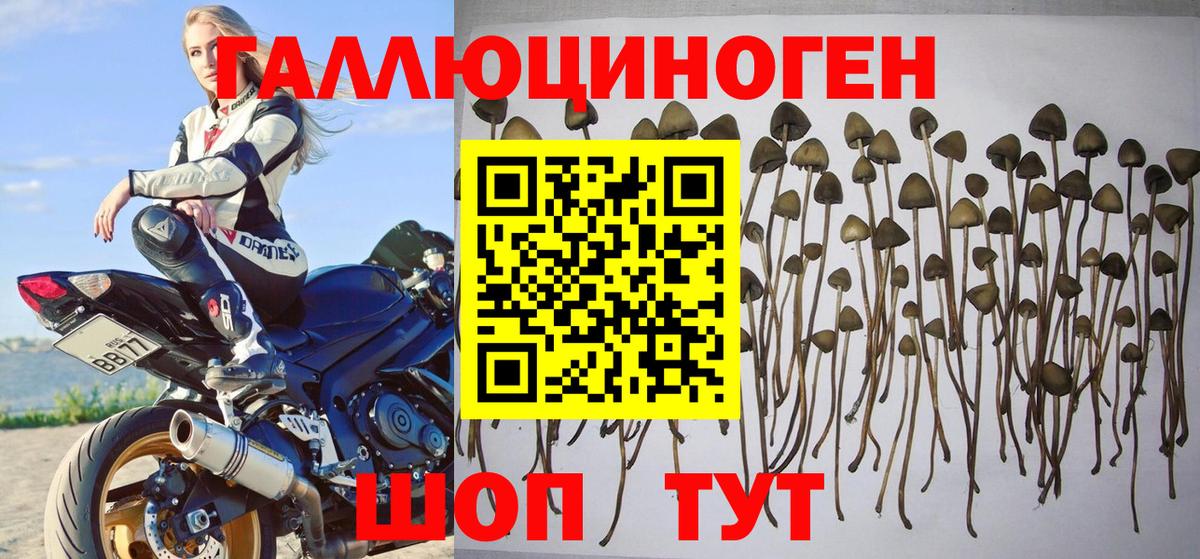 Псилоцибиновые грибы Psilocybine cubensis  Вход с VPN  Петровск 